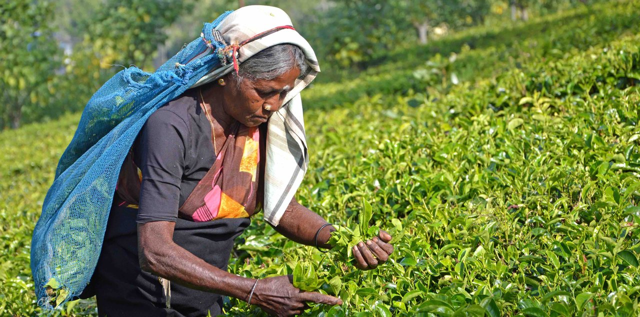 Farmer